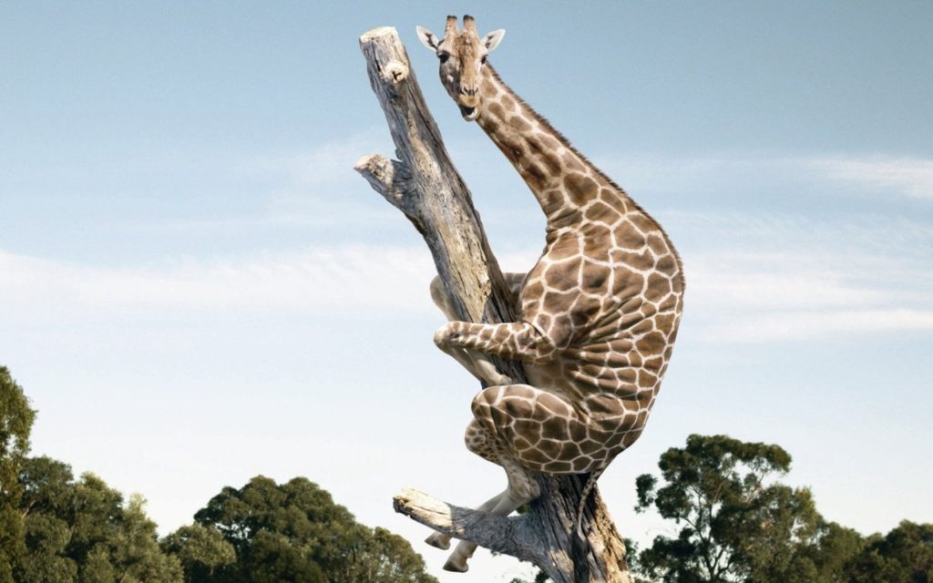 Giraffe clinging to tree
